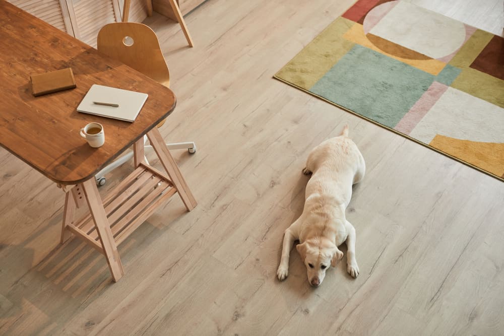 Wood Floor Restoration Necessary | Dog lying on a wooden floor