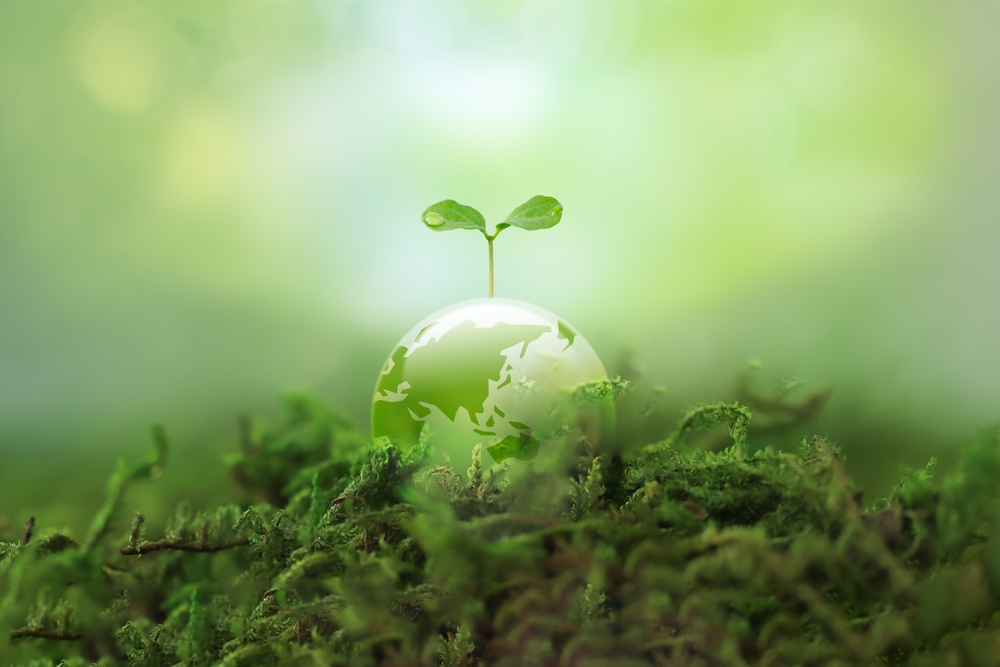 Reclaimed Wood Floor | Green world with tree sprout