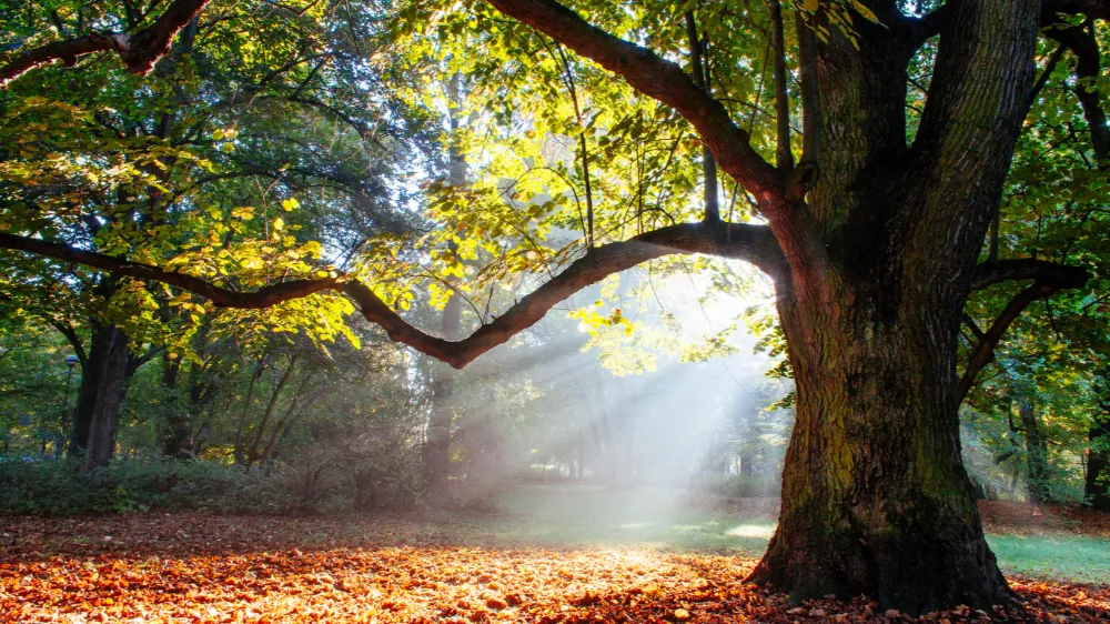 Grand oak tree in Autumn
